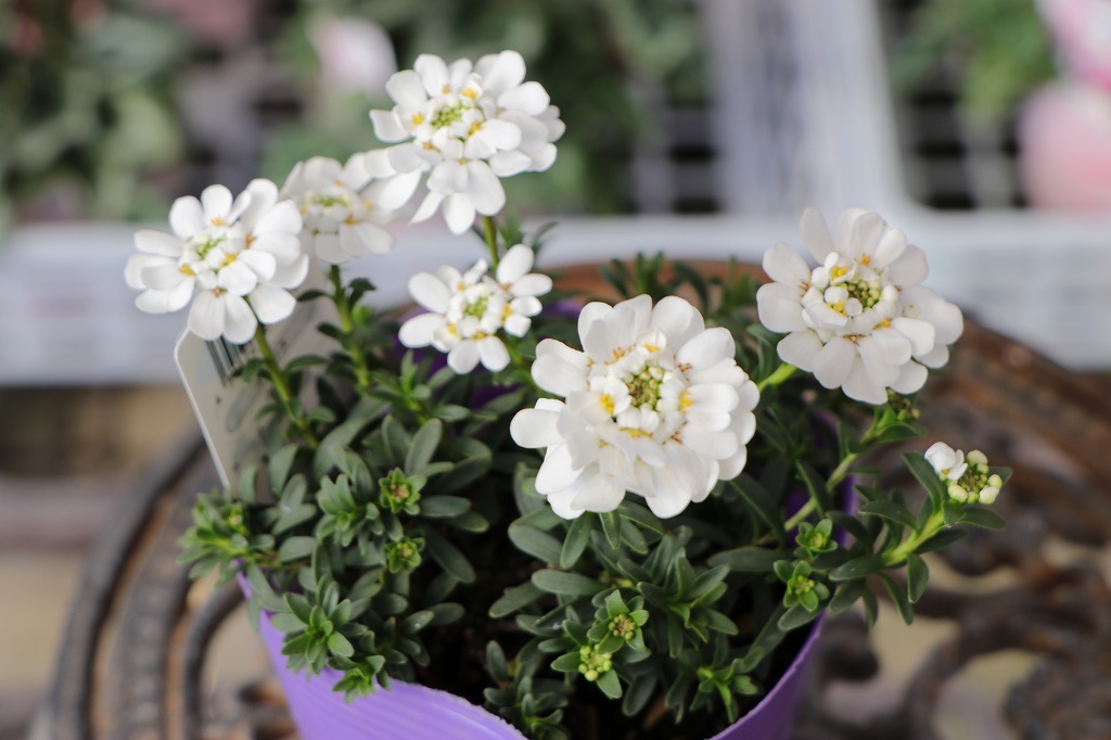 宿根イベリス 3〜3.5号ポット苗 イベリス 寄せ植え 花壇 鉢植え 純白 長持ち お洒落 オシャレ 冬の花 花 グランドカバー