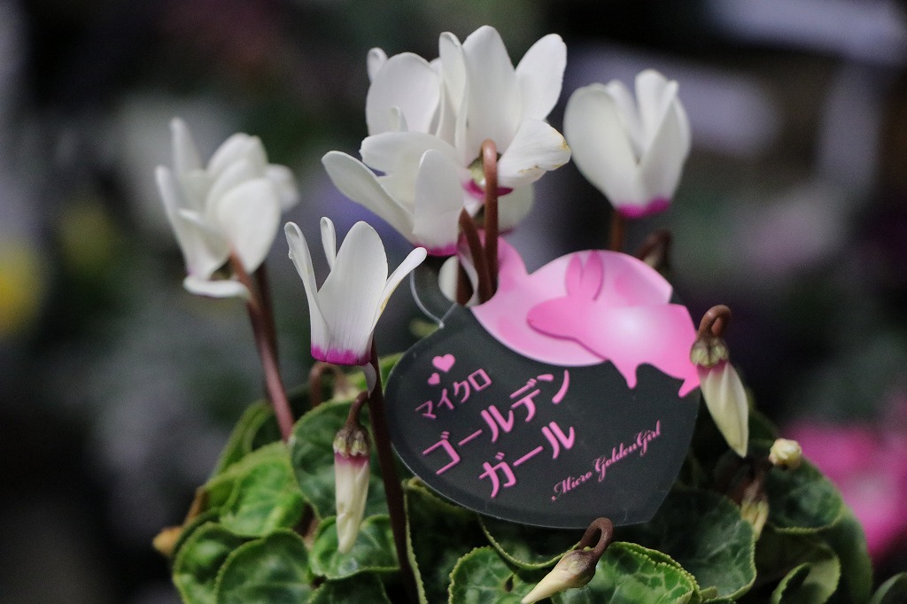 ミニシクラメン マイクロゴールデンガール 3号ポット苗 寄せ植え 鉢植え お洒落 オシャレ 可愛い 冬の花 花 希少種