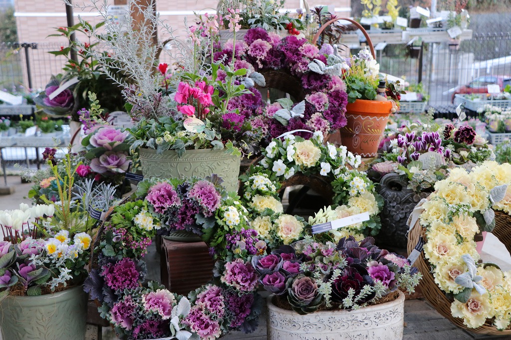年末の植物入荷ピーク！華やかな寄せ植え - GP-Yamacho