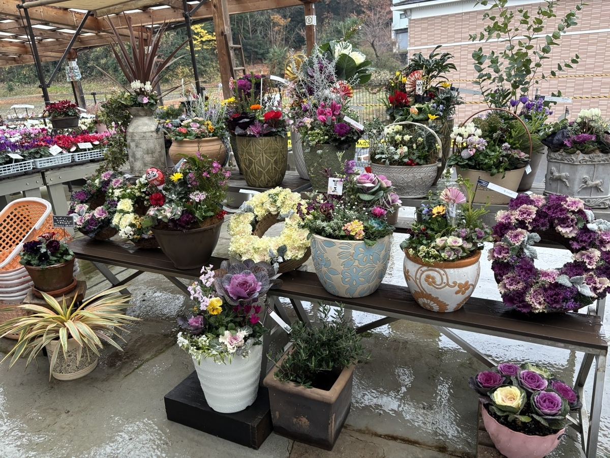 📢 年末セール！植物全品半額🌿 #セール - GP-Yamacho