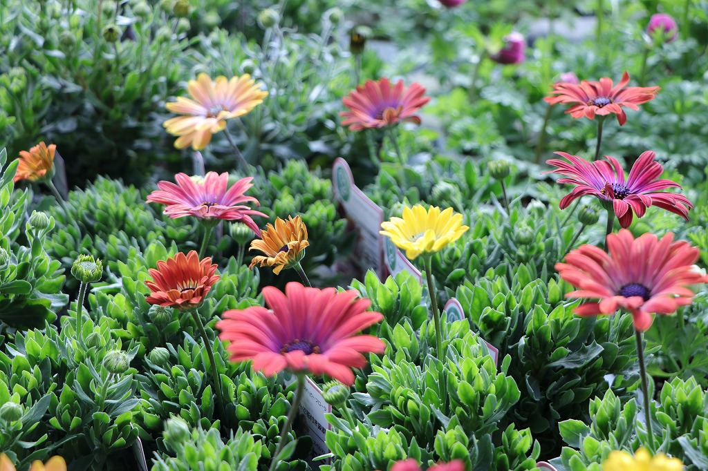 春の訪れを感じるオステオスペルマム♪ マジックカラーの花色シリーズ