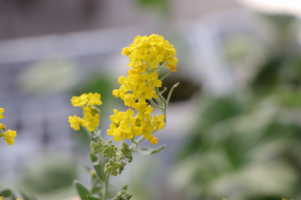 宿根アリッサム サクサティーレ サミット 3.5号ポット苗 アリッサム 寄せ植え 花壇 鉢植え お洒落 可愛い 春の花 花 苗 初心者