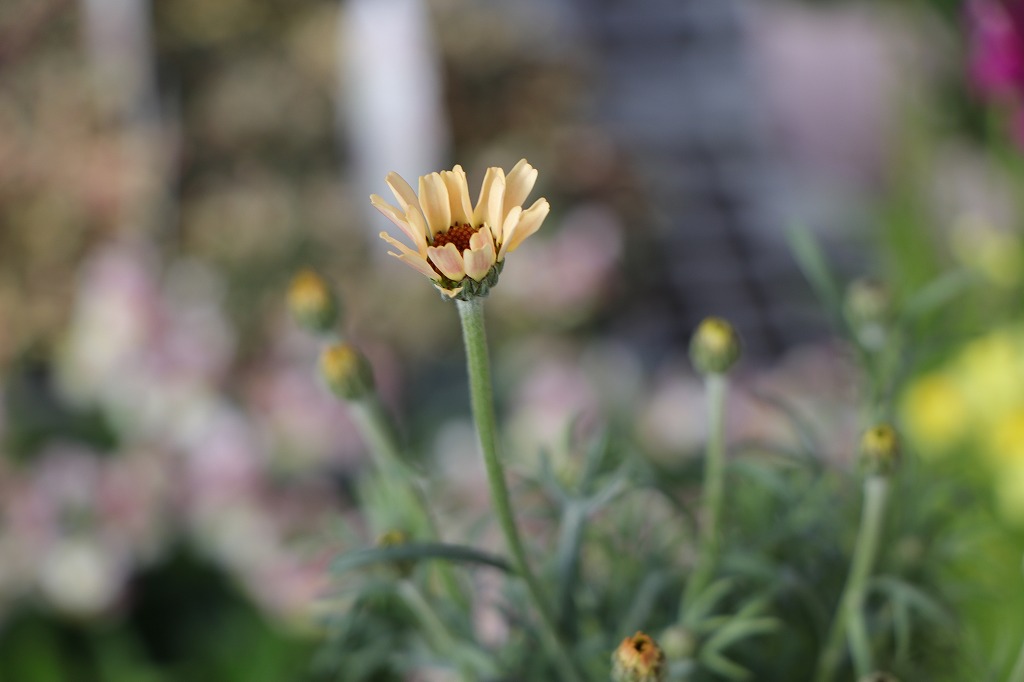 ローダンセマム ムーン 3.5号ポット苗 寄せ植え 花壇