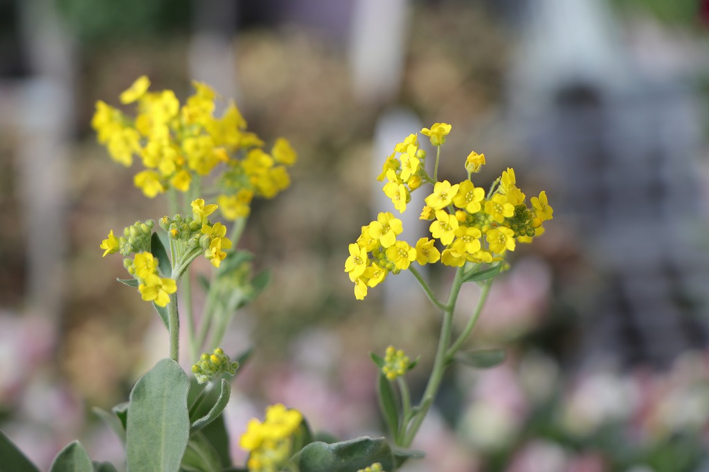 宿根アリッサム サクサティーレ サミット 3.5号ポット苗 アリッサム 寄せ植え 花壇 鉢植え お洒落 可愛い 春の花 花 苗 初心者