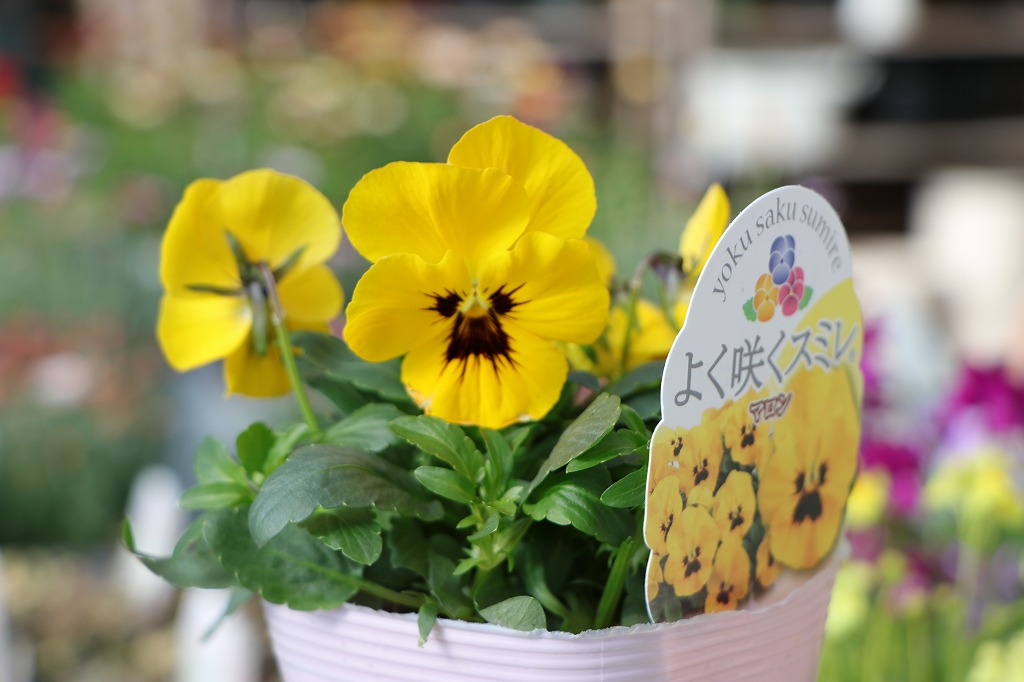 よく咲くスミレ マロン 3.5号ポット苗 パンジー ビオラ サカタのタネ 寄せ植え 鉢植え 花壇 お洒落 おしゃれ 可愛い かわいい 可憐 春の花 冬の花 花 苗 初心者