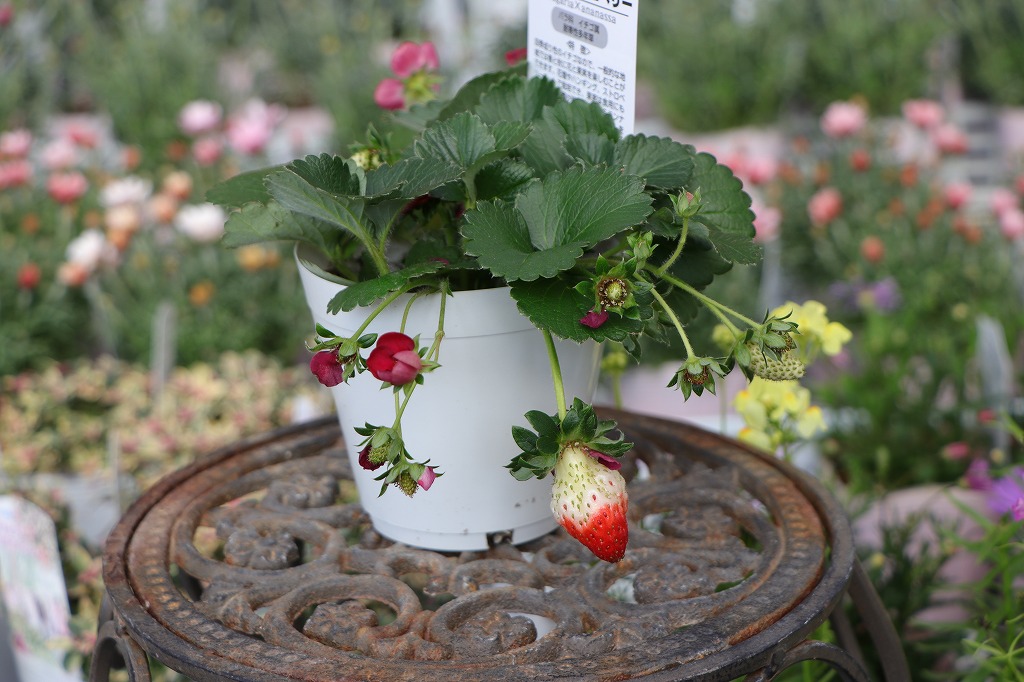 ガーデンストロベリー 3.5号鉢 四季なり イチゴ イチゴ苗 寄せ植え 花壇 鉢植え お洒落 オシャレ 可愛い 春の花 花 野菜 果物