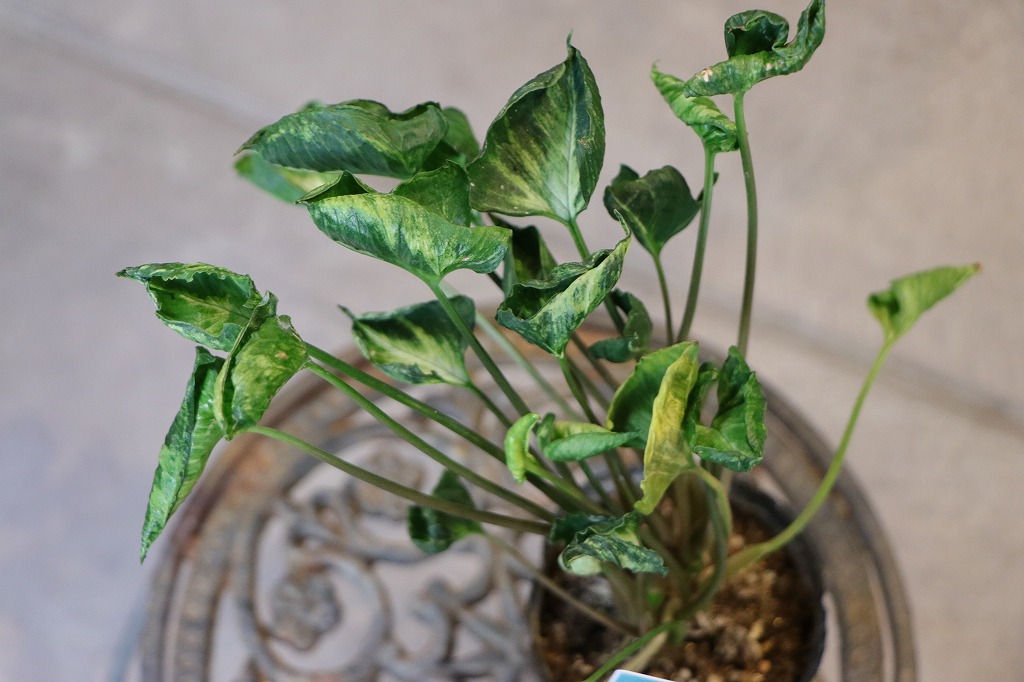 斑入り シンゴニウム シュリンクハート 3〜3.5号ポット苗 シンゴニューム 観葉植物 鉢植え お洒落 可愛い インテリア 室内 苗 初心者 希少 カラーリーフ