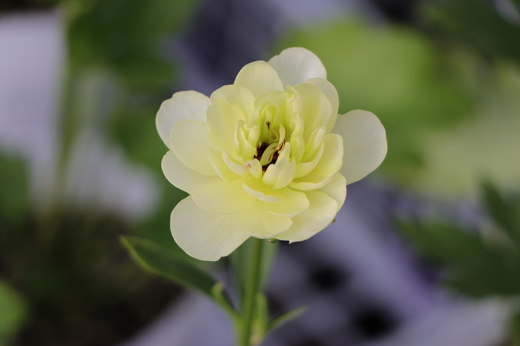 ラナンキュラス ラックス ニノス 5号ポット苗 寄せ植え 花壇 鉢植え お洒落 オシャレ 可愛い アンティーク 冬の花 春の花 花
