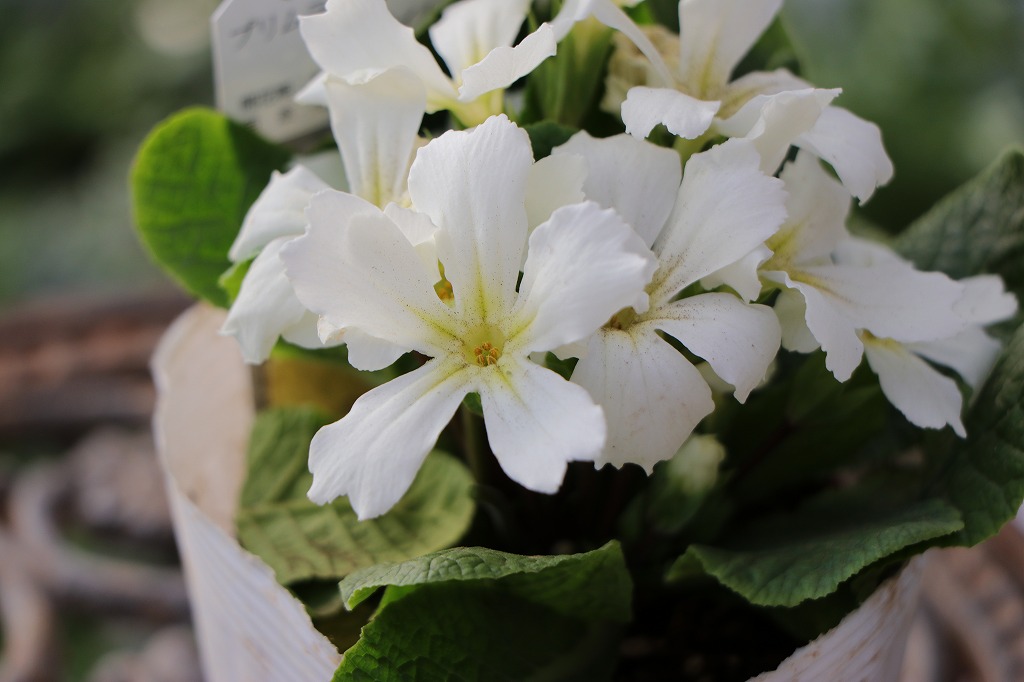 プリムラジュリアン スターフィーバー 3.5号ポット苗 ジュリアン 寄せ植え 花壇 鉢植え お洒落 オシャレ 可愛い カワイイ 純白 星形 冬の花 春の花 花 希少種