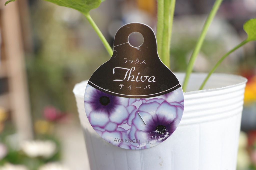 ラナンキュラス ラックス ディーバ 5号ポット苗 寄せ植え 花壇 鉢植え お洒落 オシャレ 可愛い アンティーク 冬の花 春の花 花