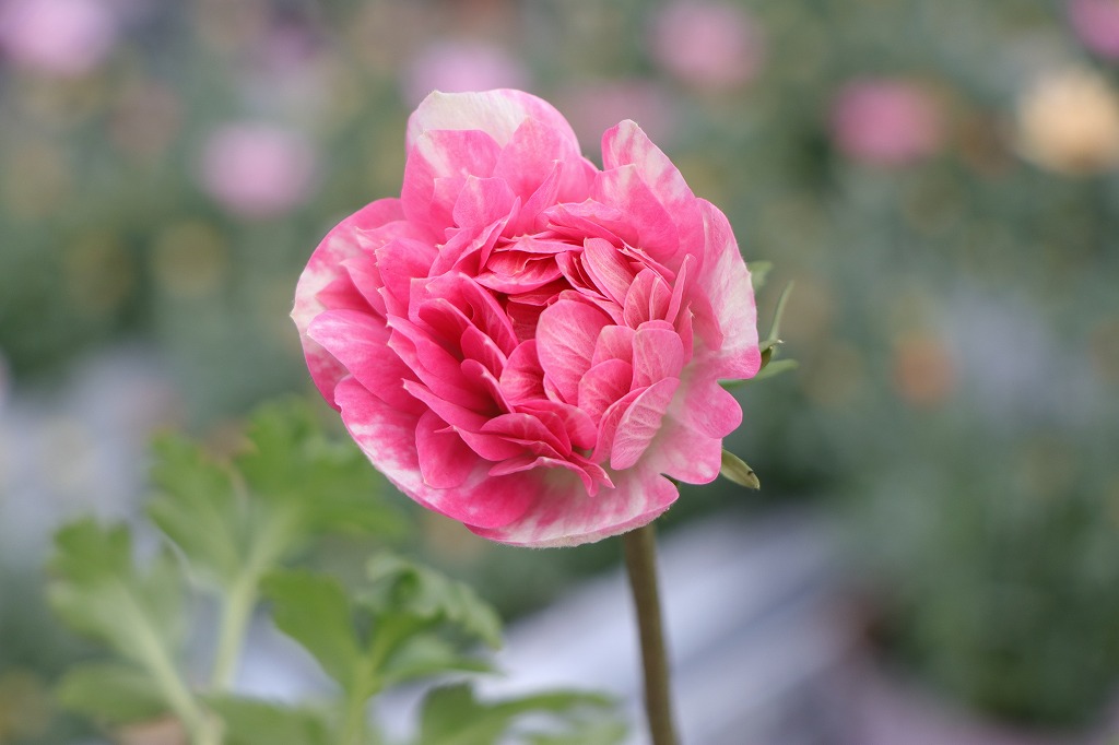 八重咲き アネモネ ポルト ダブル ピンク 3.5号ポット苗 寄せ植え 花壇 鉢植え お洒落 オシャレ 可愛い 豪華 冬の花 春の花 花