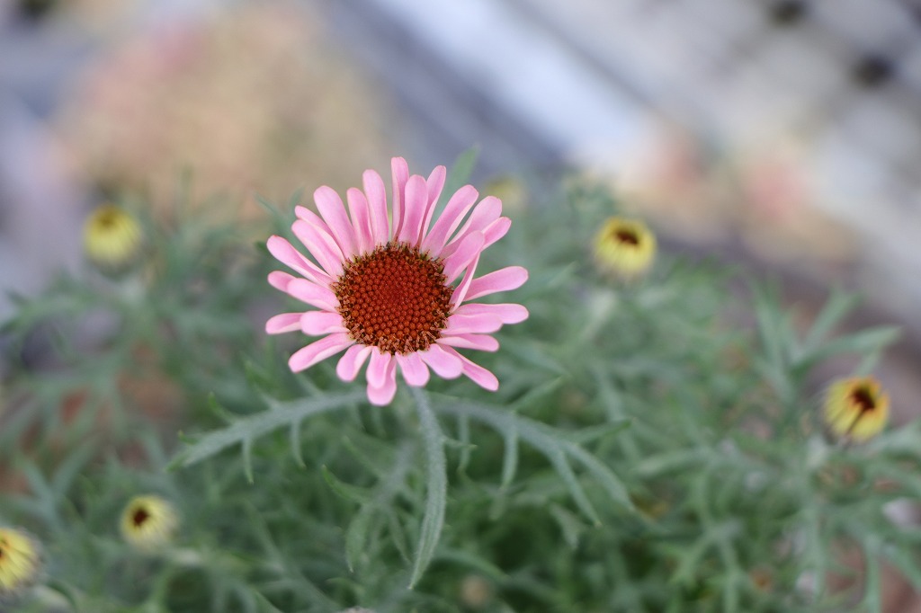 ローダンセマム プリマリア 3〜3.5号ポット苗 寄せ植え 花壇 鉢植え お洒落 おしゃれ 可愛い かわいい 春の花 花 苗 初心者