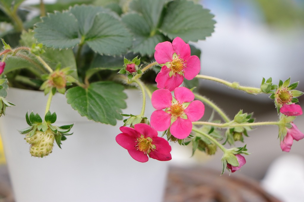 ガーデンストロベリー 3.5号鉢 四季なり イチゴ イチゴ苗 寄せ植え 花壇 鉢植え お洒落 オシャレ 可愛い 春の花 花 野菜 果物