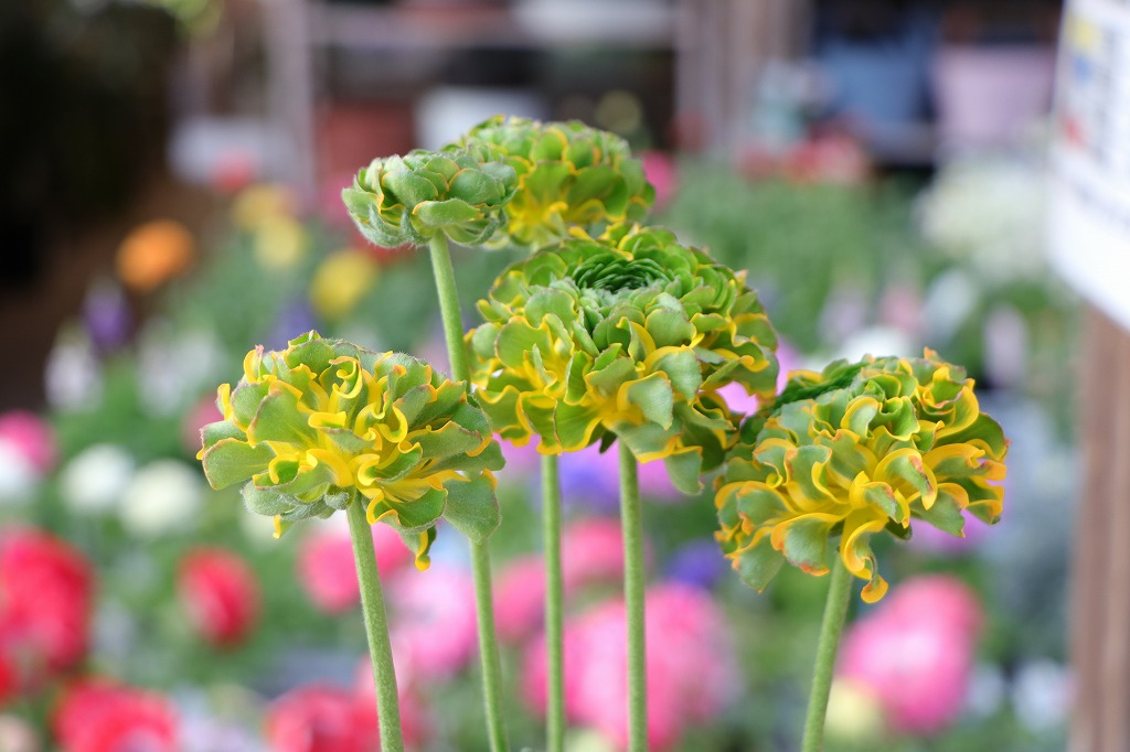 ラナンキュラスの魅力満載！ポンポンシリーズ#花 - GP-Yamacho