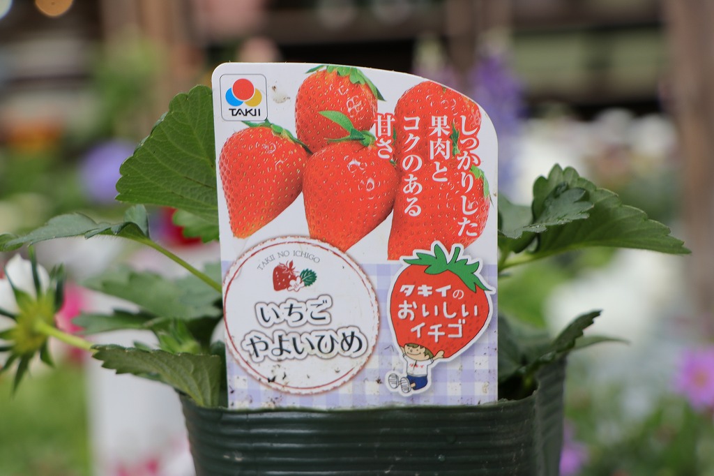 タキイ イチゴ苗 やよいひめ 4号ポット苗 一季なり イチゴ イチゴ苗 寄せ植え 花壇 鉢植え お洒落 可愛い 春の花 花 野菜 果物 苗 初心者