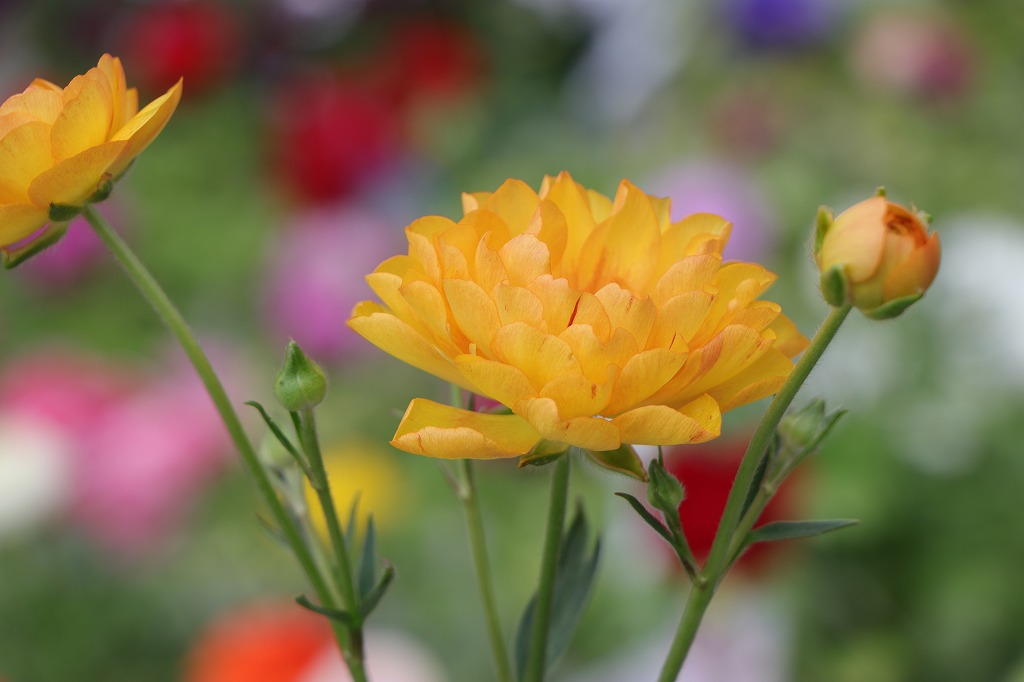 ラナンキュラス ラックス ミネルバ 5号ポット苗 寄せ植え 花壇 鉢植え お洒落 オシャレ 可愛い アンティーク 冬の花 春の花 花