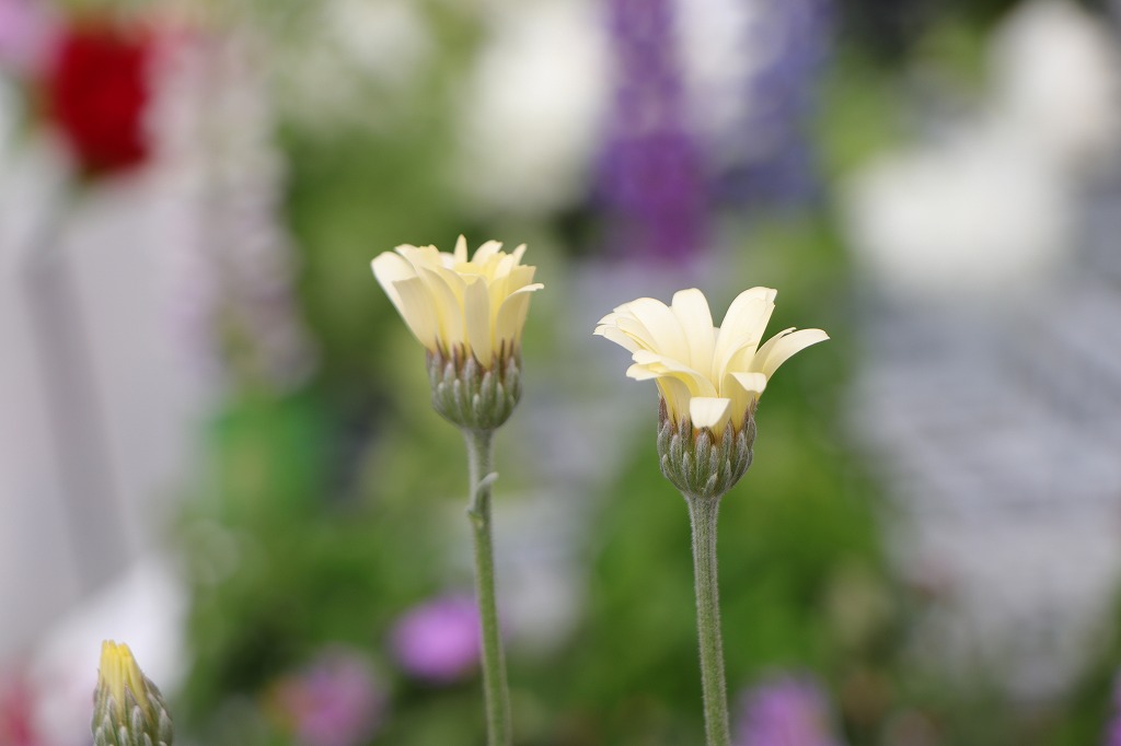ローダンセマム レトロクラッカー 3.5号ポット苗 寄せ植え 花壇
