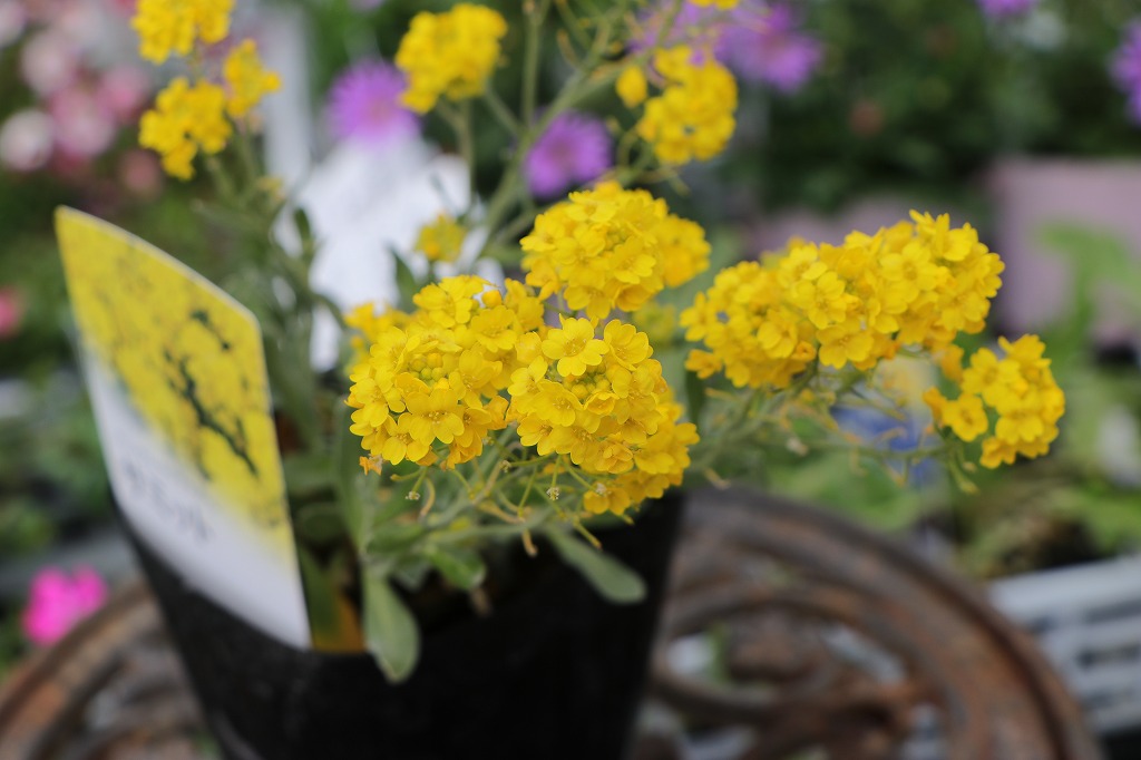 宿根アリッサム サクサティーレ サミット 3.5号ポット苗 アリッサム 寄せ植え 花壇 鉢植え お洒落 可愛い 春の花 花 苗 初心者