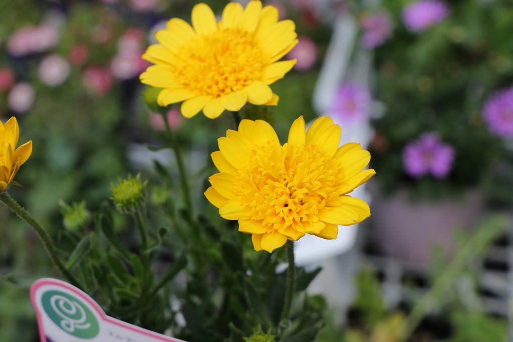八重咲き オステオスペルマム 3Dシリーズ ディープサン 3.5号ポット苗 寄せ植え 花壇 鉢植え お洒落 オシャレ 可愛い カワイイ 春の花 秋の花 冬の花 花