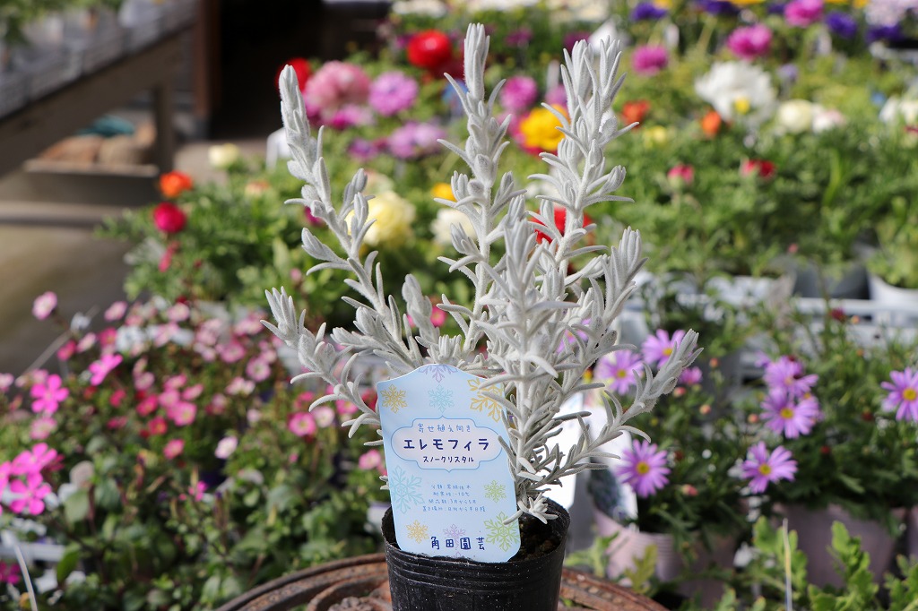 エレモフィラ スノークリスタル 2.5〜3号ポット苗 寄せ植え 花壇 カラーリーフ