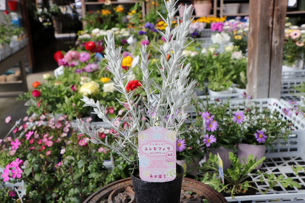 エレモフィラ ホイップクリーム 白花 2.5〜3号ポット苗 寄せ植え 花壇 鉢植え お洒落 オシャレ カラーリーフ シルバーリーフ 春の花 花 希少種