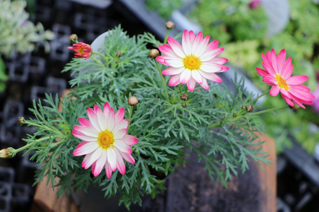 一重咲き マーガレット シンプリーコーラル 3.5号ポット苗 四季咲き 鉢花 寄せ植え 花壇 鉢植え お洒落 オシャレ 可愛い かわいい 秋の花 冬の花 春の花 花