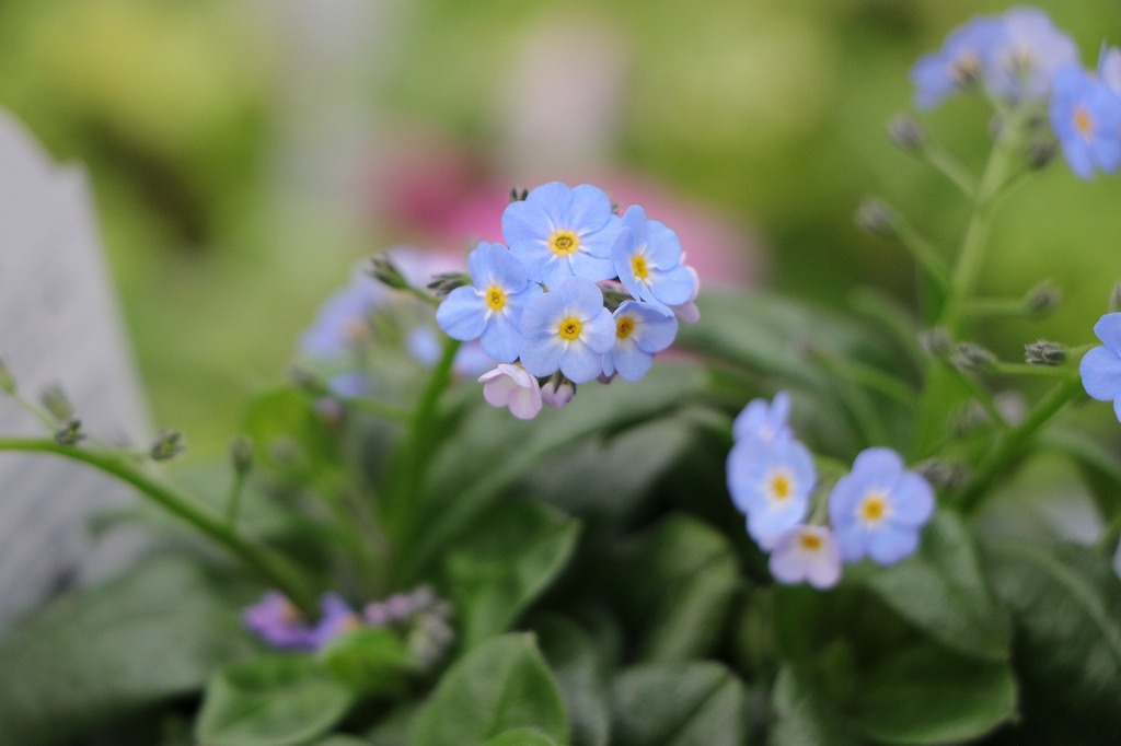 大輪 忘れな草 ミオソティス ミオマルク 4号鉢 ワスレナグサ 寄せ植え 花壇 鉢植え お洒落 オシャレ 可愛い ブルー 青 青い花 多年草 春の花 花
