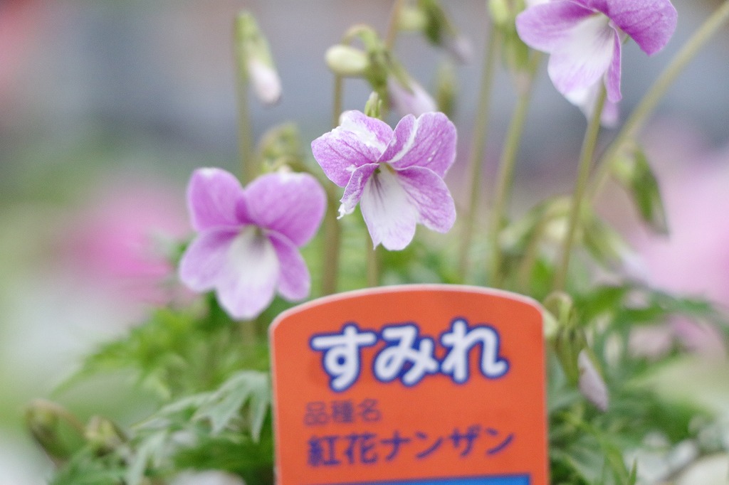 日本スミレ 紅花南山 ベニバナナンザン