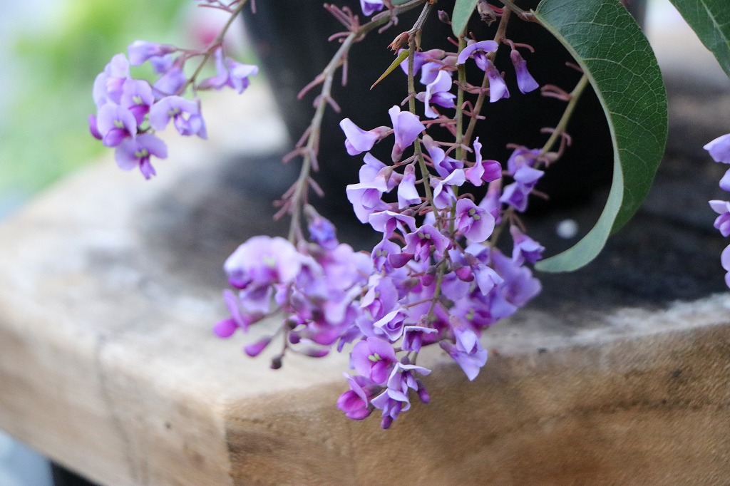 ハーデンベルギア パープル 3〜3.5号ポット苗 寄せ植え 花壇 鉢植え お洒落 おしゃれ 可愛い かわいい 常緑樹 春の花 花 苗 初心者