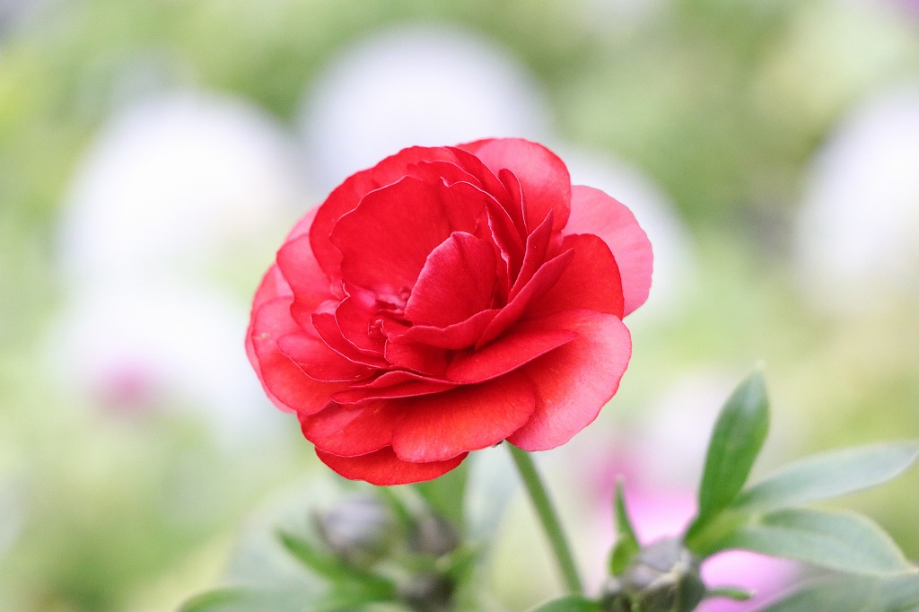 ラナンキュラス ラックス ハデス 5号ポット苗 寄せ植え 花壇 鉢植え お洒落 オシャレ 可愛い アンティーク 冬の花 春の花 花