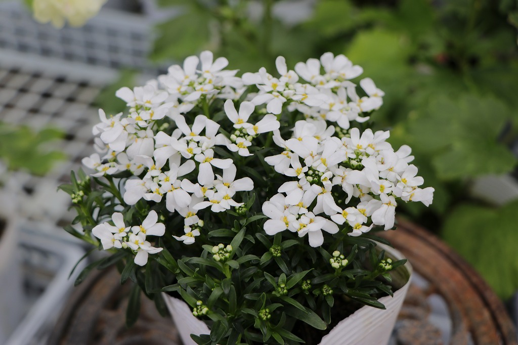宿根イベリス 3〜3.5号ポット苗 イベリス 寄せ植え 花壇 鉢植え 純白 長持ち お洒落 オシャレ 冬の花 花 グランドカバー