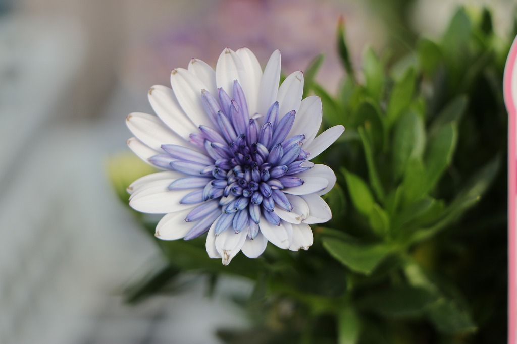 八重咲き オステオスペルマム 3Dシリーズ ブルースティール 3.5号ポット苗 寄せ植え 花壇 鉢植え お洒落 おしゃれ 可愛い 春の花 秋の花 冬の花 花 苗 初心者