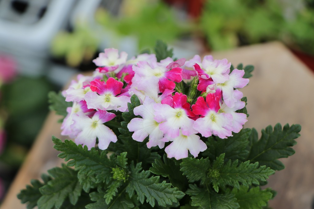 楽しい庭づくりは宿根バーベナから！長寿命のお花 #四季咲き - GP-Yamacho