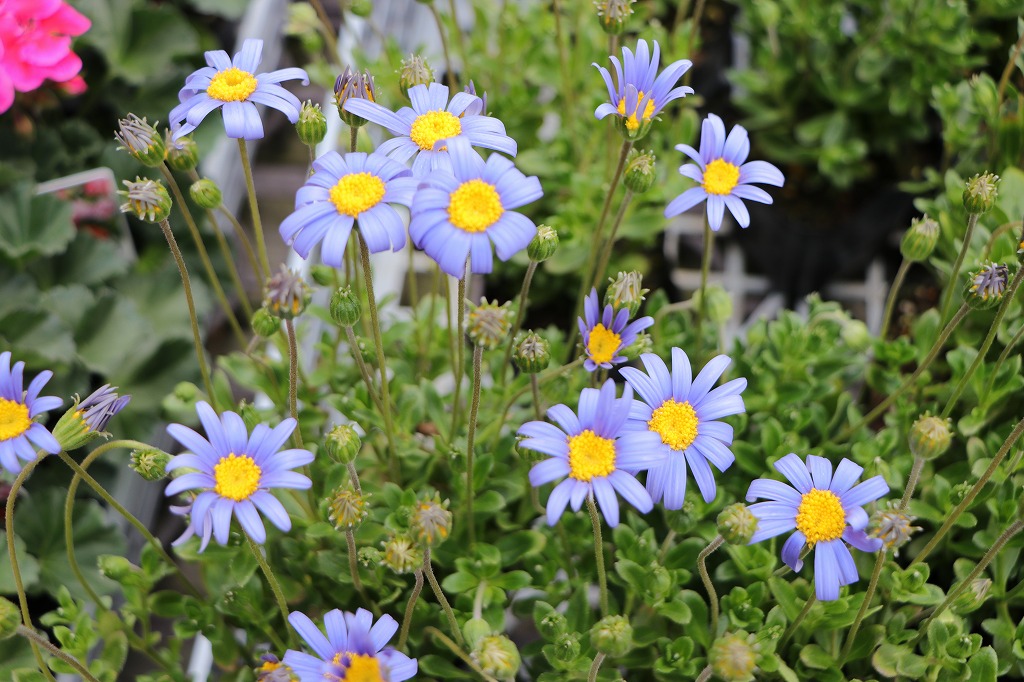 八重咲きの白い花に魅了される♪ 黄金葉の香り#花 - GP-Yamacho