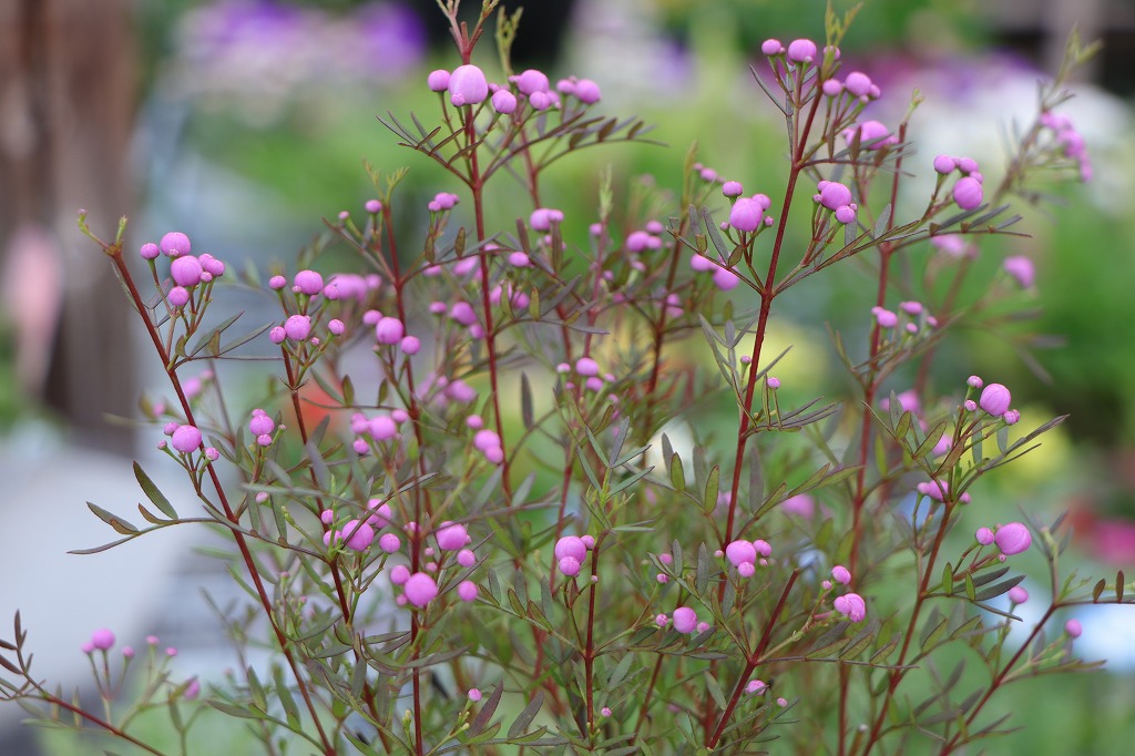 八重咲きの白い花に魅了される♪ 黄金葉の香り#花 - GP-Yamacho