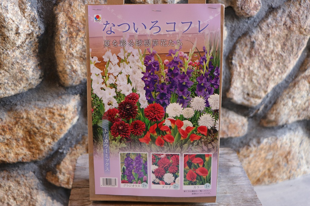 春植え球根セット！美しい花が咲く🌸✨ - GP-Yamacho