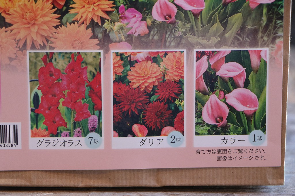 春植え球根セット！美しい花が咲く🌸✨ - GP-Yamacho