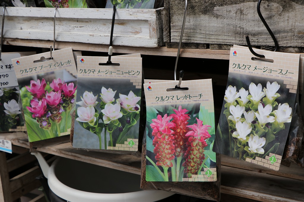 春植え球根セット！美しい花が咲く🌸✨ - GP-Yamacho