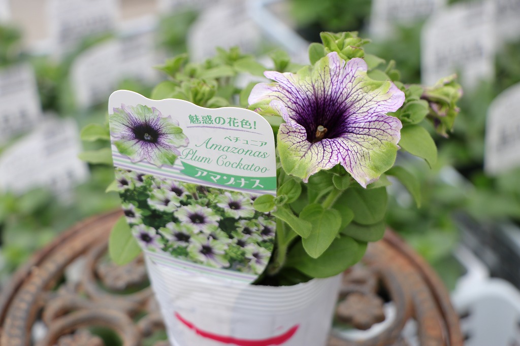 ペチュニア アマゾナス プラムコカトゥー 3.5号ポット苗 寄せ植え 鉢植え 花壇 お洒落 おしゃれ 可愛い かわいい 春の花 夏の花 秋の花 花 苗 初心者