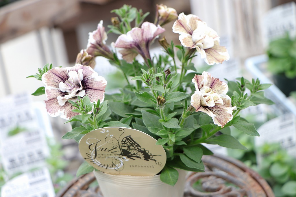 八重咲き ペチュニア ジュリエット モダンホワイト 3.5号ポット苗 寄せ植え 鉢植え 花壇 お洒落 おしゃれ 可愛い かわいい シック 春の花 夏の花 秋の花 花 苗