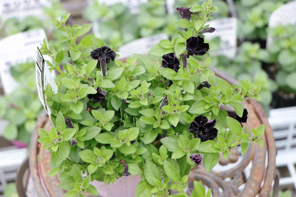 極小輪 ペチュニア テヌート 3〜3.5号ポット苗 寄せ植え 鉢植え 花壇 お洒落 おしゃれ 可愛い シック 黒い花 春の花 夏の花 秋の花 花 苗 初心者 希少