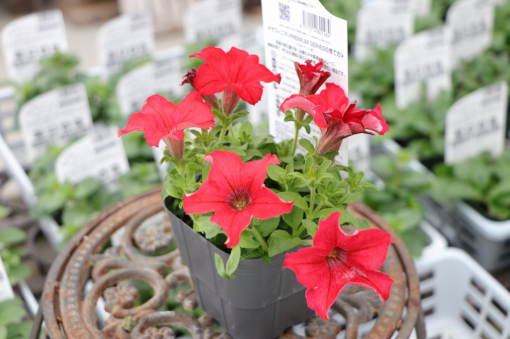 サントリー サフィニア プレミアムシリーズ レッド 3.5号ポット苗 ペチュニア 寄せ植え 鉢植え 花壇 お洒落 おしゃれ 可愛い 春の花 夏の花 秋の花 花 苗 初心者
