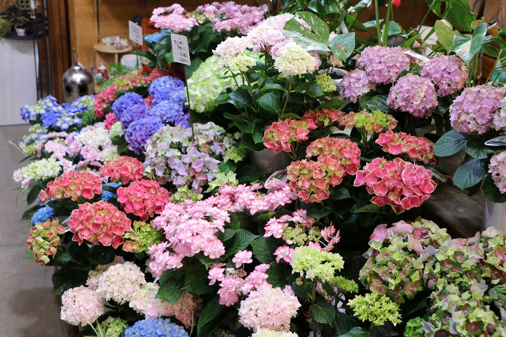 紫陽花の入荷開始🌸母の日までお楽しみに！#紫陽花 - GP-Yamacho