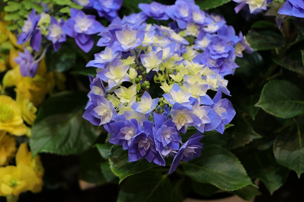 紫陽花の入荷開始🌸母の日までお楽しみに！#紫陽花 - GP-Yamacho