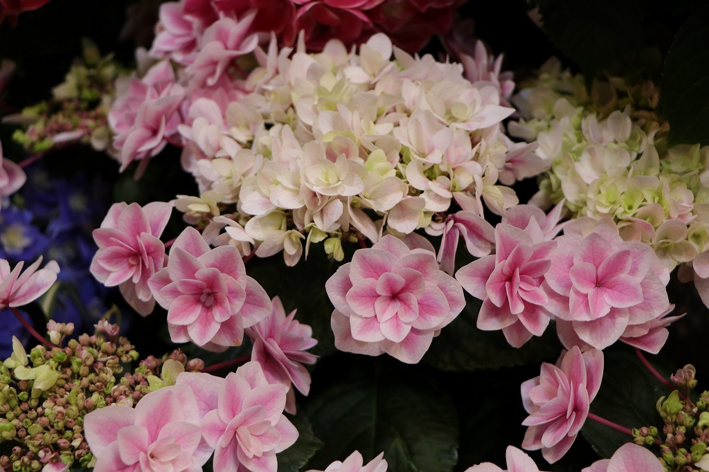紫陽花の入荷開始🌸母の日までお楽しみに！#紫陽花 - GP-Yamacho