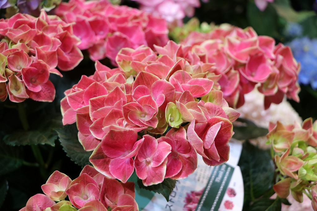紫陽花の入荷開始🌸母の日までお楽しみに！#紫陽花 - GP-Yamacho