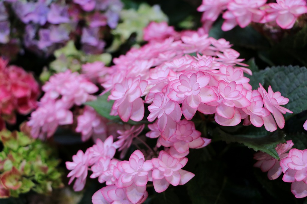 紫陽花の入荷開始🌸母の日までお楽しみに！#紫陽花 - GP-Yamacho