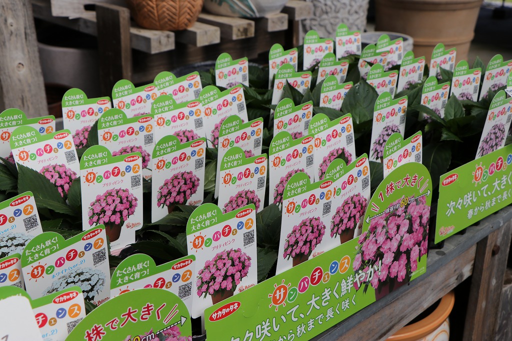 サカタのタネの夏の新作「サンパチェンス」が登場！熱々の暑さにも負け