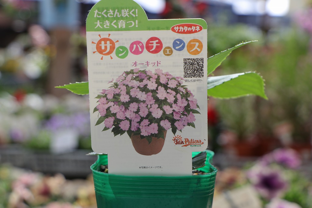 サカタのタネの夏の新作「サンパチェンス」が登場！熱々の暑さにも負け