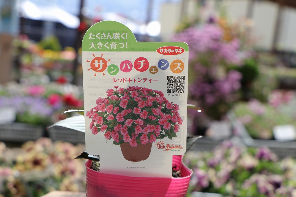 サカタのタネの夏の新作「サンパチェンス」が登場！熱々の暑さにも負け